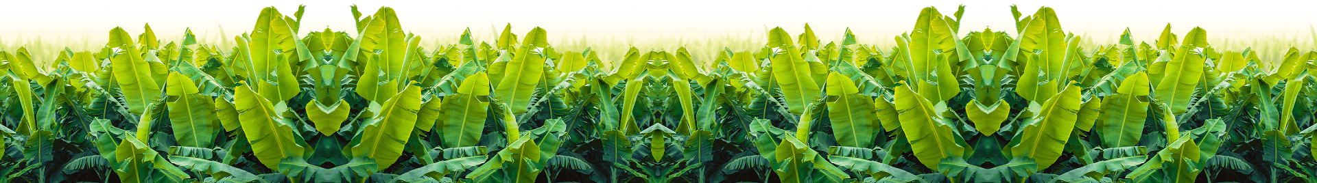about background bottom